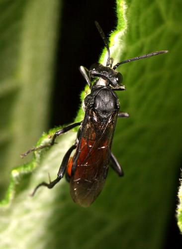 Réf. 96 361 : Macrophya annulata