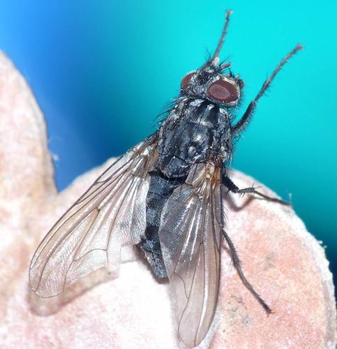 Réf. 96 104 : Polietes lardarius