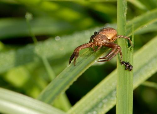 Xysticus sp.