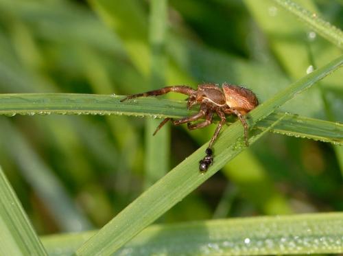 Xysticus sp.