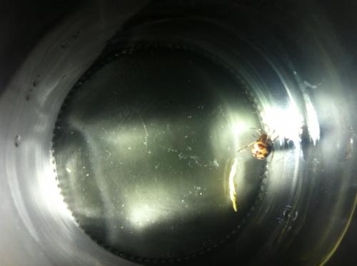 Steatoda triangulosa