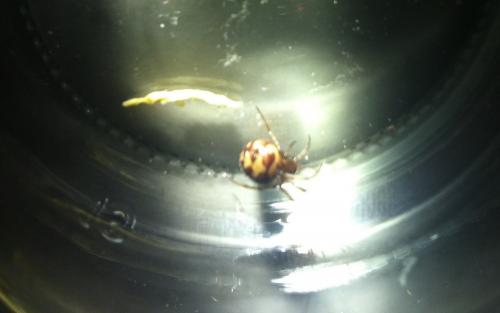 Steatoda triangulosa