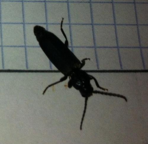 Réf. 96 312 : Tetropium sp.