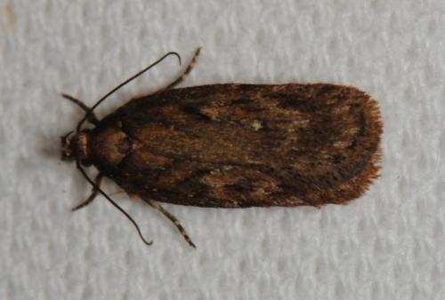Depressaria albipunctella