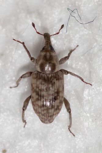 Réf. 96 533 : Bagous argillaceus