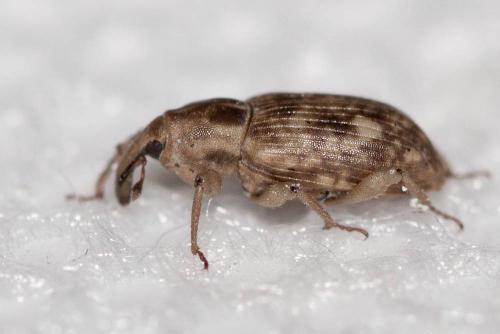 Réf. 96 532 : Bagous argillaceus