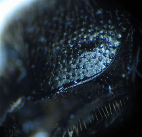 Réf. 96 538 : Onthophagus ovatus