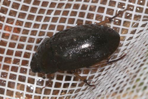 Hydrochara flavipes