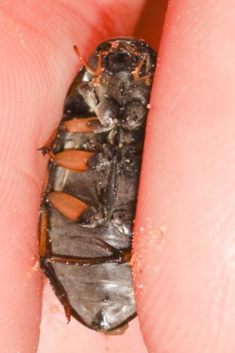 Hydrochara flavipes