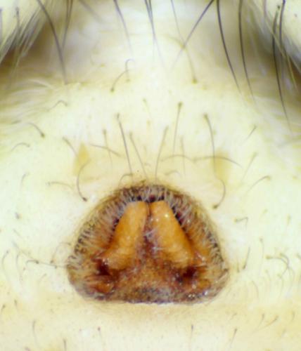 Arctosa similis