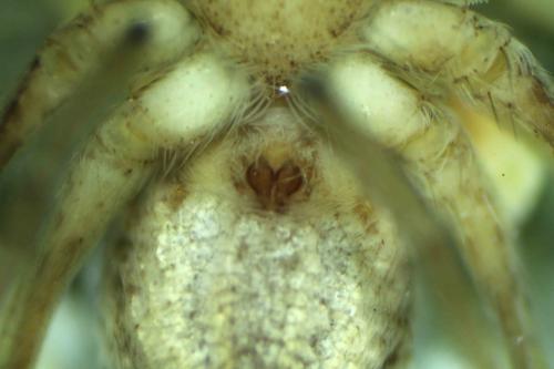 Thanatus vulgaris