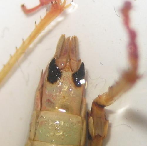 Odontopodisma schmidtii