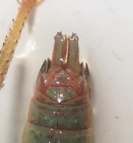 Odontopodisma schmidtii