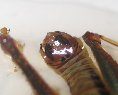 Odontopodisma schmidtii