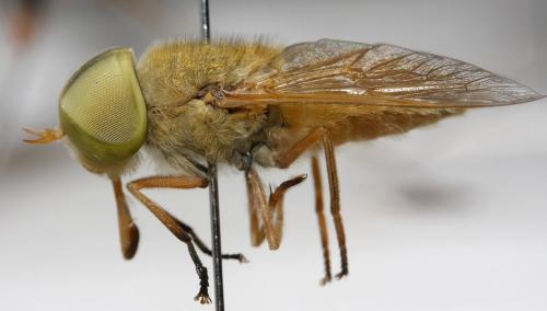 Atylotus fulvus