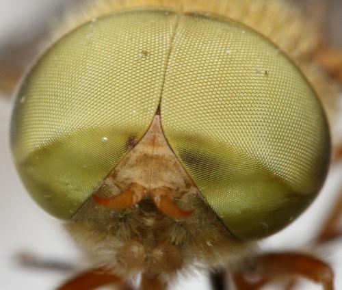 Réf. 96 558 : Atylotus fulvus