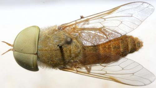 Atylotus fulvus