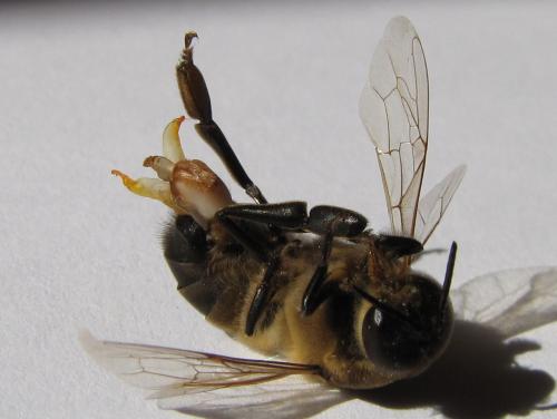 Apis mellifera