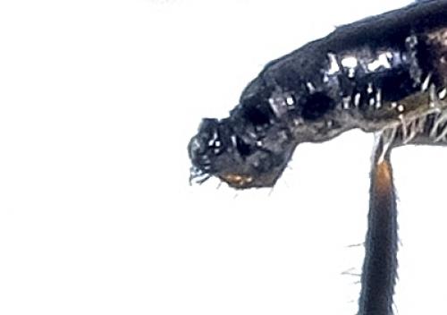 Empis sp.