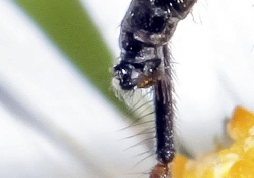 Empis sp.