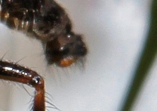 Empis sp.