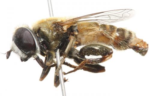 Réf. 96 061 : Merodon trochantericus
