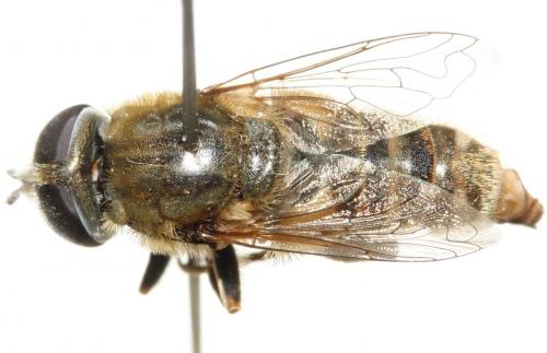 Réf. 96 062 : Merodon trochantericus
