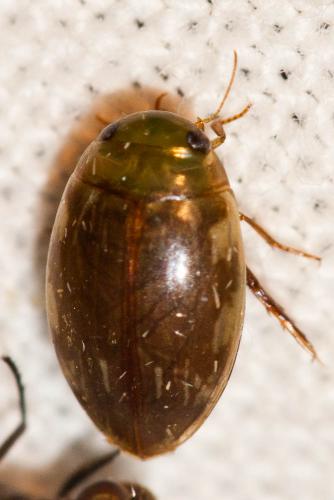 Laccophilus sp.