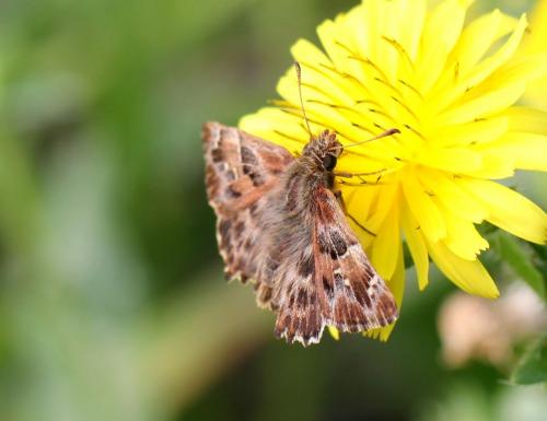 Carcharodus alceae