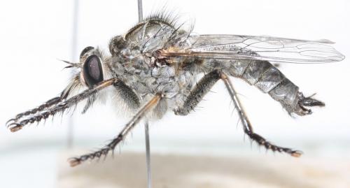 Réf. 96 936 : Machimus fimbriatus