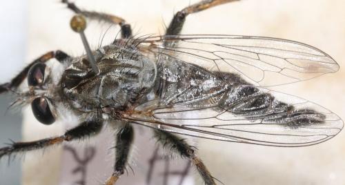 Réf. 96 937 : Machimus fimbriatus
