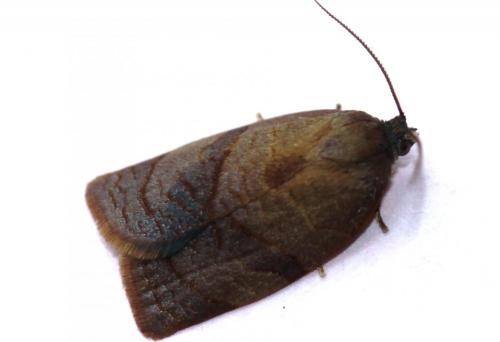 Réf. 96 810 : Cacoecimorpha pronubana