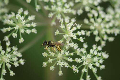 Ectemnius sp.