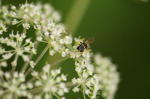 Ectemnius sp.