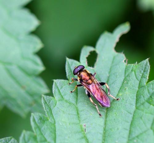 Réf. 96 354 : Xylota segnis