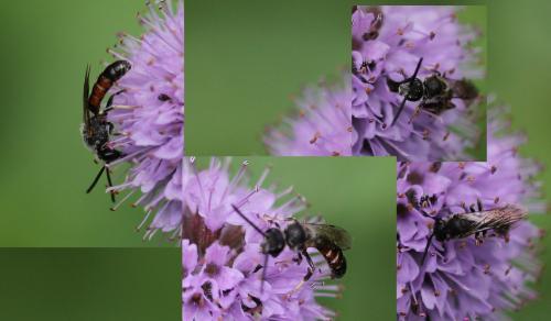 Lasioglossum sp.