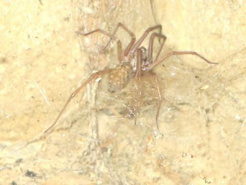 Eratigena atrica