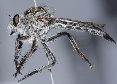 Réf. 96 939 : Machimus fimbriatus