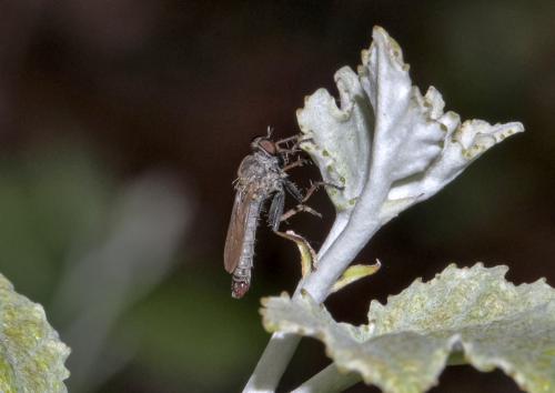 Cerdistus sp.