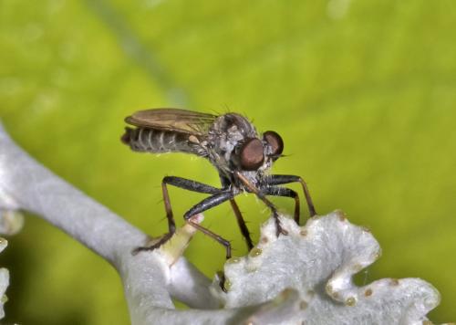 Réf. 96 506 : Cerdistus sp.