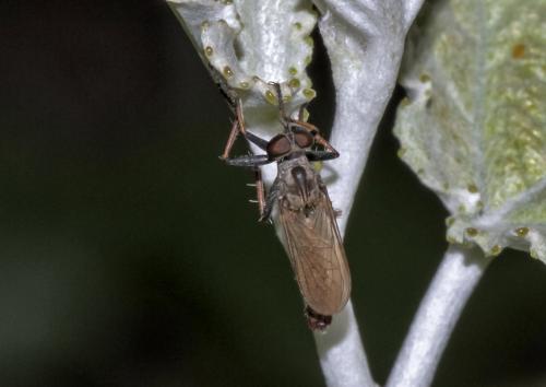 Cerdistus sp.