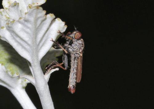 Cerdistus sp.