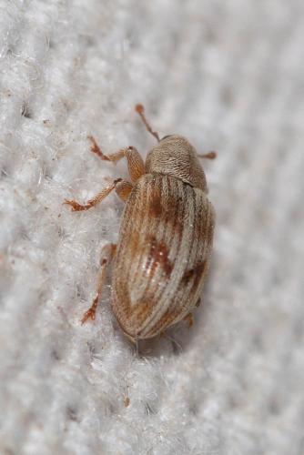 Réf. 96 530 : Ellescus scanicus