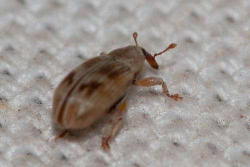 Réf. 96 531 : Ellescus scanicus