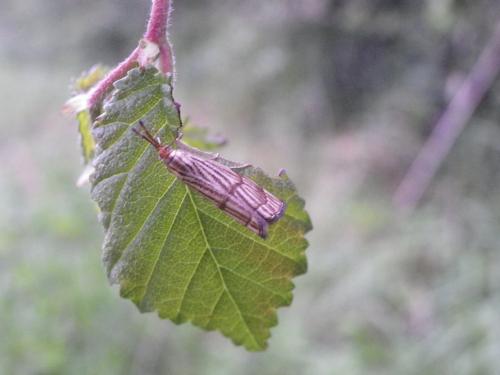 Chrysocrambus sp.