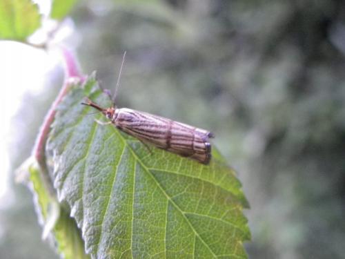 Chrysocrambus sp.