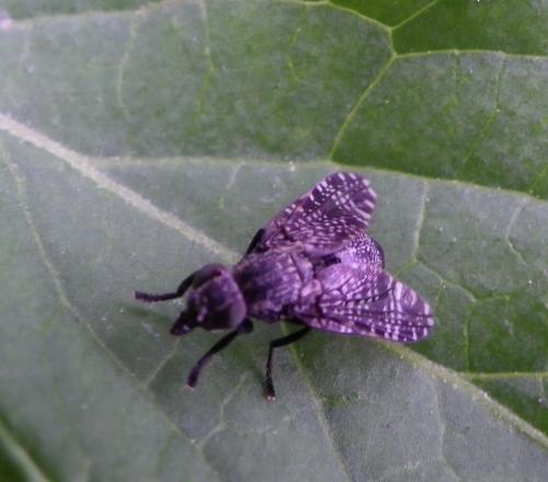 Platystoma sp.