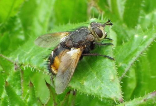 Réf. 96 758 : Tachina magnicornis