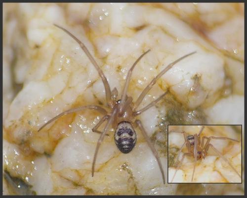 Réf. 96 995 : Steatoda grossa
