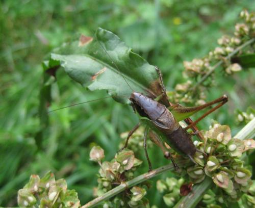Pholidoptera littoralis